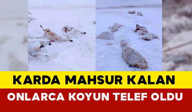 Sivas'ta karda mahsur kalan onlarca koyun telef oldu