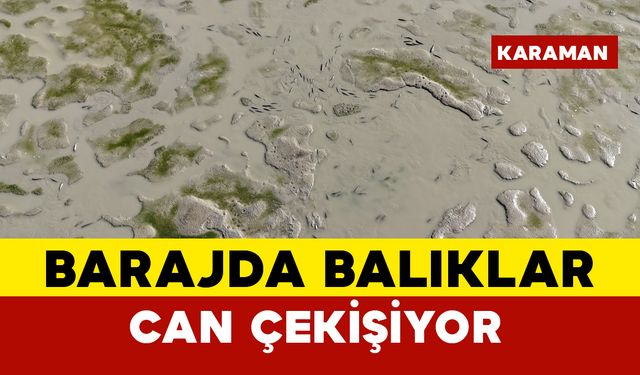 Su seviyesi düşen barajda balıklar can çekişiyor