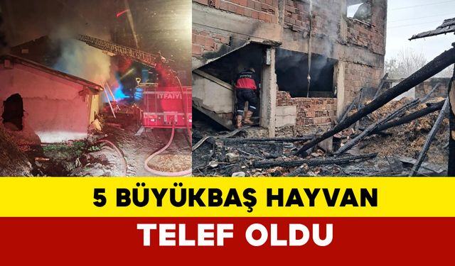 Boyabat'ta Çıkan Yangında 5 Büyükbaş Hayvan Telef Oldu