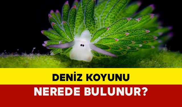 Deniz koyunu nerede bulunur?