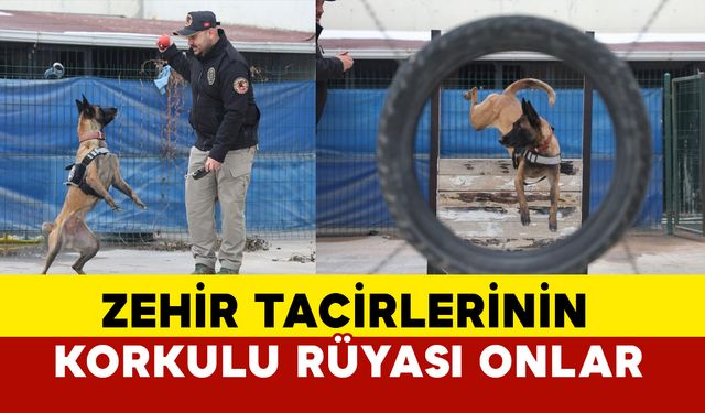 Konya’nın Hassas Burunlu Kahramanları: Narkotik Köpekler Operasyonlarda Başrolde