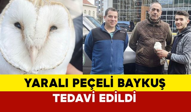 Yaralı Peçeli Baykuş Tedavi Edildi, Doğaya Dönmeye Hazırlanıyor