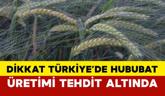 Dikkat Türkiye’de Hububat Üretimi Tehdit Altında