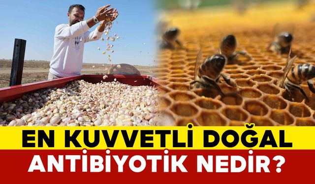 En Kuvvetli Doğal Antibiyotik Nedir?