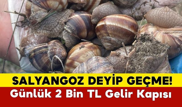 Salyangoz Gelir Kapısı Oldu