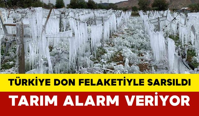 Türkiye Zirai Don Felaketiyle Sarsıldı: Tarım Alarm Veriyor