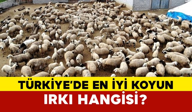 Türkiye'de en iyi koyun ırkı hangisi?