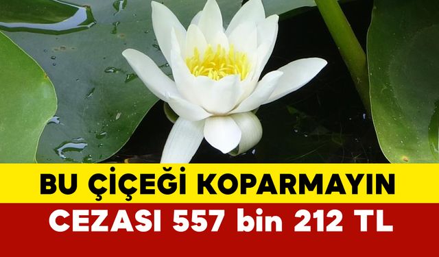 Bu çiçeği koparmayın, cezası 557 bin 212 TL
