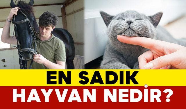 En Sadık Hayvan Nedir?