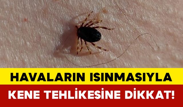 Havaların Isınmasıyla Kene Tehlikesine Dikkat