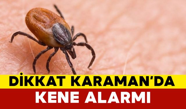 Karaman İl Tarım ve Orman Müdürlüğü Uyardı: Kenelere Karşı Dikkatli Olunmalı
