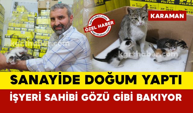 Karaman’da hamile kedi sanayide doğum yaptı: işyeri sahibi yavrularına gözü gibi bakıyor