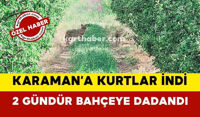 Karaman'da Kurt Paniği: Bahçeye İki Gündür Kurtlar Dadandı