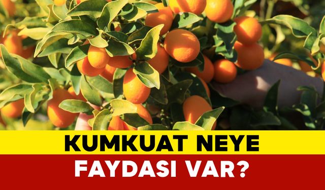 Kumkuat neye faydası var?