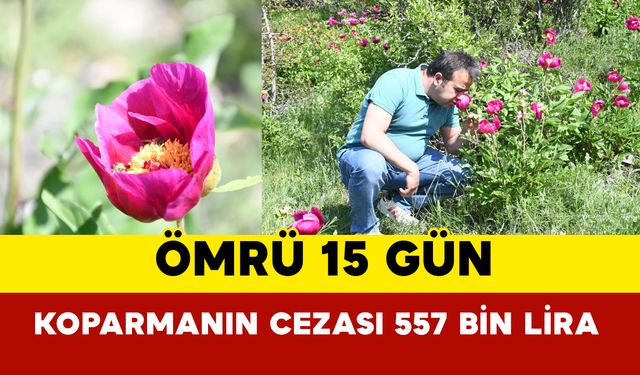 Ömrü 15 gün olan laleyi koparmanın cezası 557 bin lira