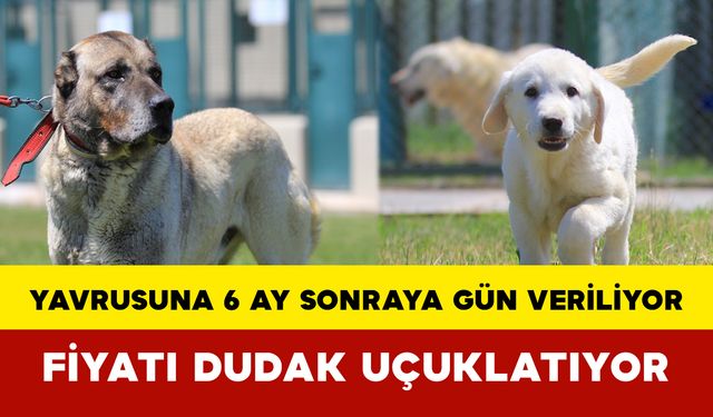 Yavrusuna 6 Ay Sonraya Gün Veriliyor: Fiyatı Dudak Uçuklatıyor