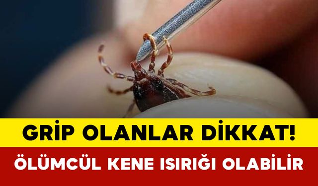 Grip Olanlar Dikkat: Ölümcül Kene Isırığı Olabilir