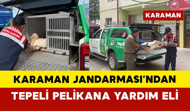 Jandarma HAYDİ ekibi tepeli pelikanın yardımına koştu