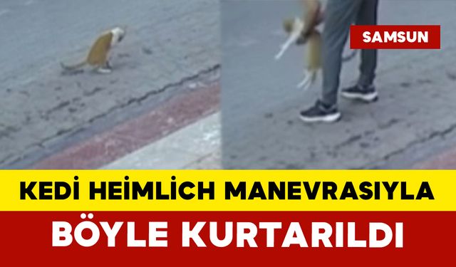 Kedi Heimlich Manevrasıyla Kurtarıldı