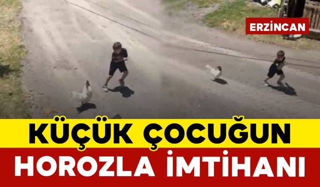 Küçük Çocuğun Horozla İmtihanı