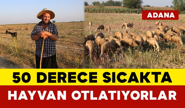 50 Derece Sıcakta Hayvan Otlatıyorlar