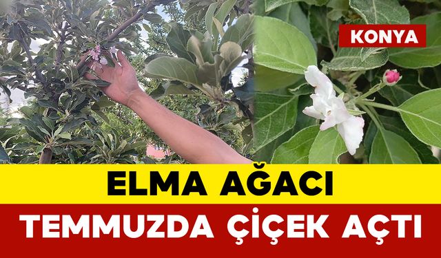 Elma Ağacı Temmuzda Çiçek Açtı