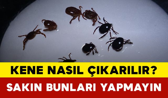 Kene Nasıl Çıkarılır? Sakın Bunları Yapmayın