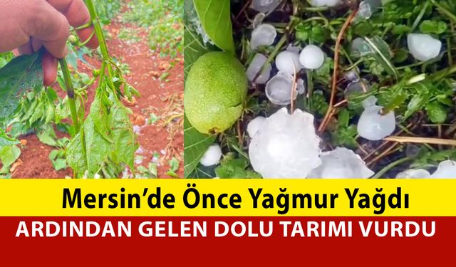 Önce Yağmur, Ardından Gelen Dolu Tarımı Vurdu