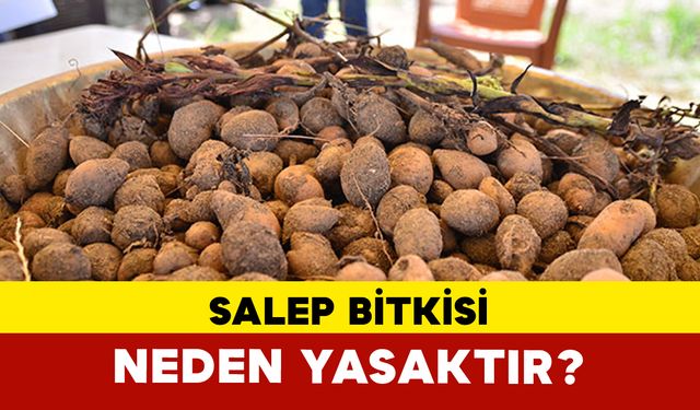 Salep Bitkisi Neden Yasaktır?