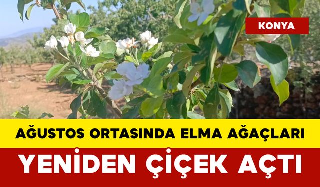 Ağustos Ortasında Elma Ağaçları Yeniden Çiçek Açtı