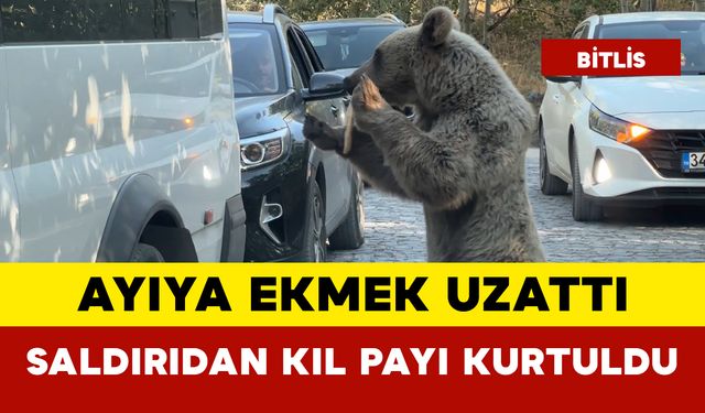 Ayıya Ekmek Uzattı: Saldırıdan Kıl Payı Kurtuldu