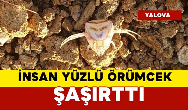 İnsan yüzlü örümcek şaşırttı