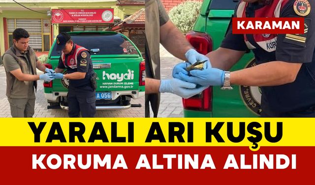 Karaman’da yaralı arı kuşu koruma altına alındı