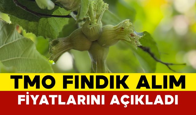 TMO Fındık Alım Fiyatlarını Açıkladı