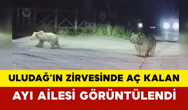 Uludağ’ın Zirvesinde Aç Kalan Ayı Ailesi Görüntülendi