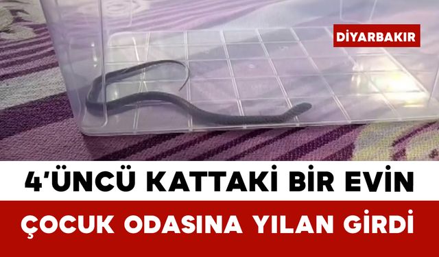 4’üncü Kattaki Bir Evin Çocuk Odasına Yılan Girdi