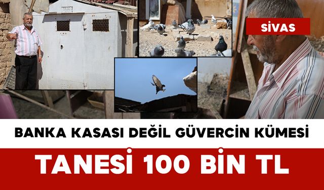 Banka Kasası Değil Güvercin Kümesi: Tanesi 100 Bin TL