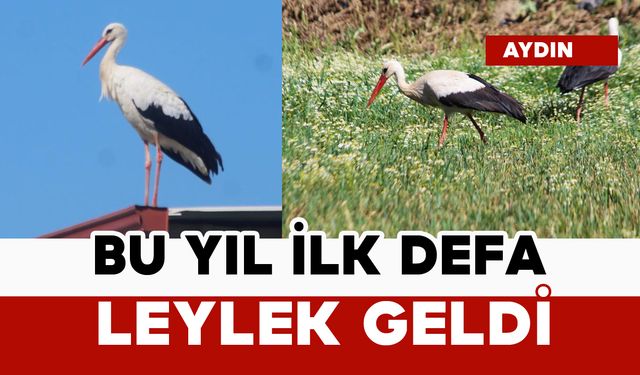 Bu yıl ilk defa leylek geldi
