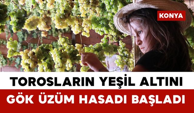Konya'da Torosların yeşil altını "gök üzüm" hasadı başladı