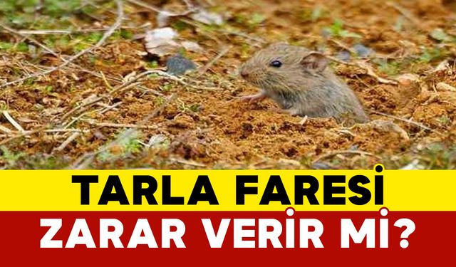 Tarla faresi zarar verir mi?