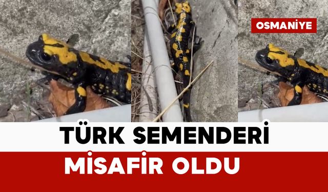 Türk semenderi kameraya yansıdı