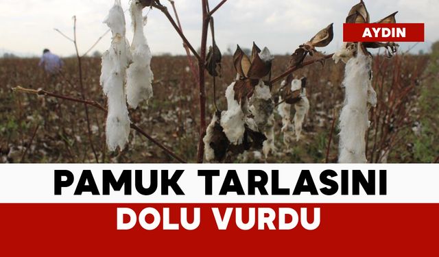 Dolu bu sefer pamuk tarlasını vurdu