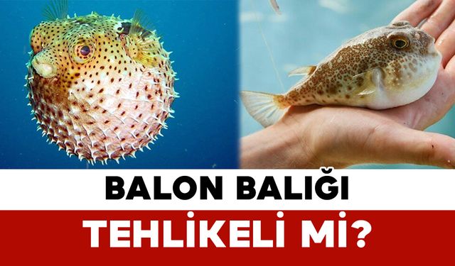Balon Balığı Tehlikeli mi?