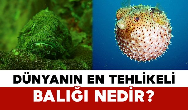 Dünyanın en tehlikeli balığı nedir?