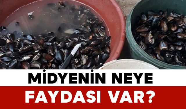 Midyenin Neye Faydası Var?