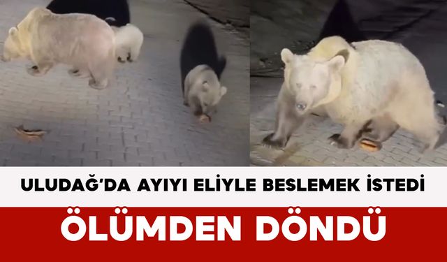 Uludağ’da ayıyı eliyle beslemek istedi: Ölümden döndü