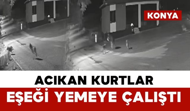 Aç kalan kurtlar mahalleye inerek eşeği yemeye çalıştı