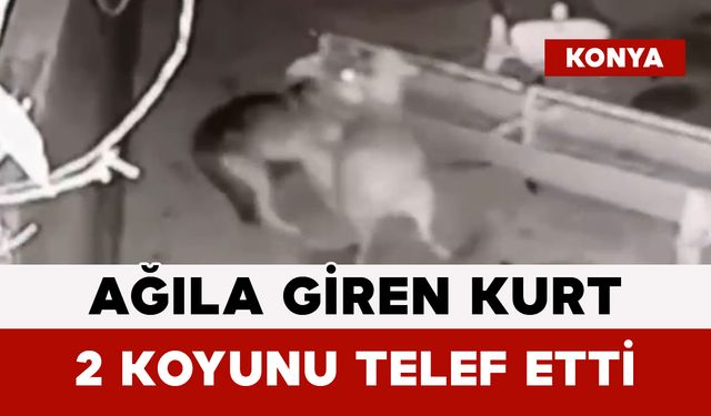 Ağıla Giren Kurt 2 Koyunu Telef Etti