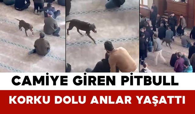 Camiye Giren Pitbull Korku Dolu Anlar Yaşattı