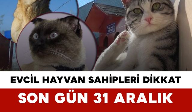 Evcil Hayvan Sahipleri Dikkat: Son Gün 31 Aralık